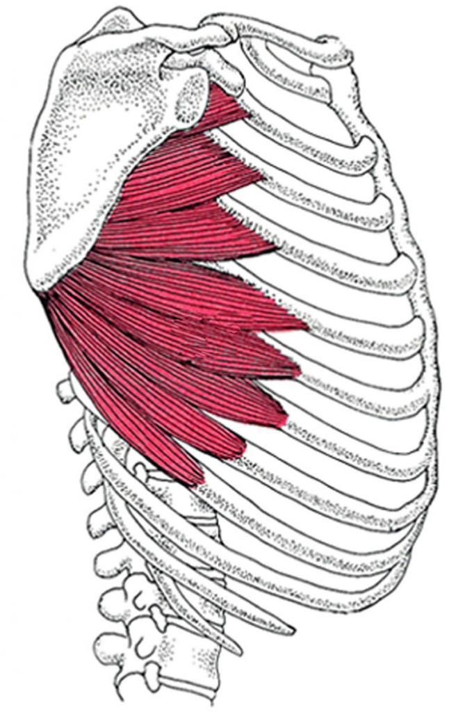 Serratus anterior мышца анатомия